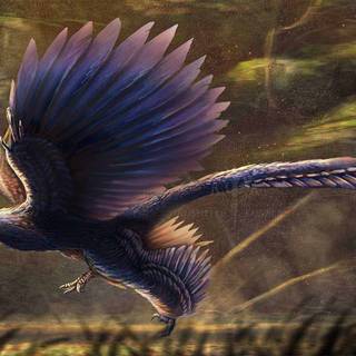 Microraptor wallpaper