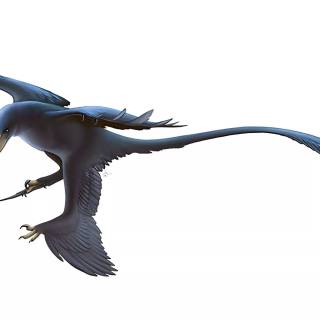 Microraptor wallpaper