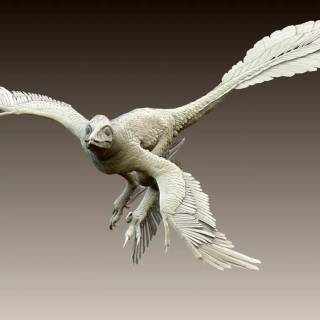 Microraptor wallpaper