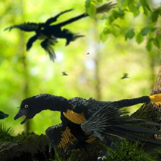 Microraptor wallpaper