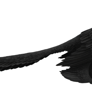 Microraptor wallpaper