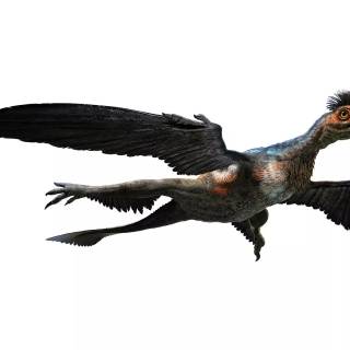 Microraptor wallpaper