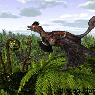 Microraptor wallpaper