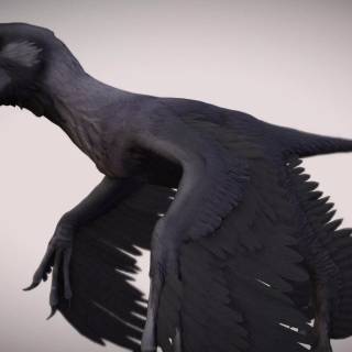 Microraptor wallpaper