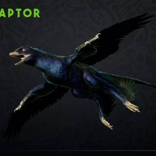 Microraptor wallpaper