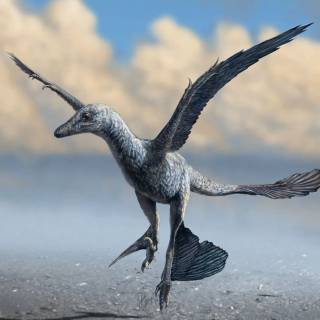 Microraptor wallpaper
