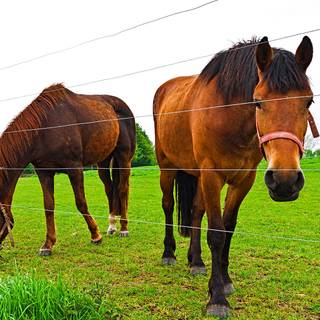 Electric fence wallpaper
