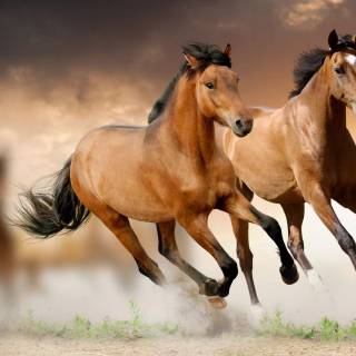 Horse PC wallpaper