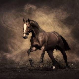 Horse PC wallpaper