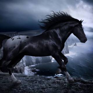 Horse PC wallpaper