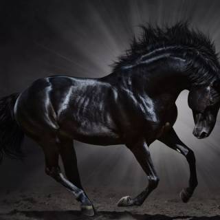 Horse PC wallpaper