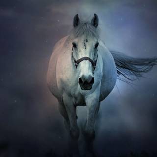Horse PC wallpaper