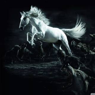 Horse PC wallpaper