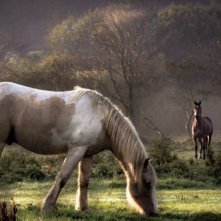 Horse PC wallpaper
