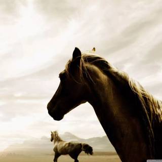 Horse PC wallpaper