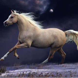 Horse PC wallpaper