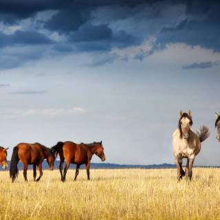 Horse PC wallpaper