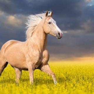 Horse PC wallpaper