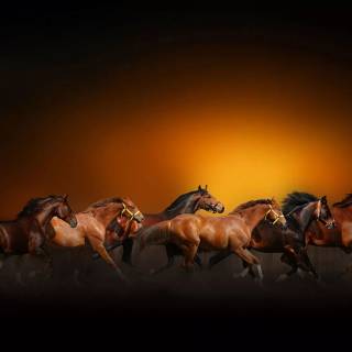 Horse PC wallpaper