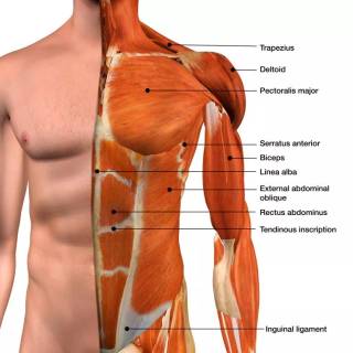 Abdominal muscle wallpaper