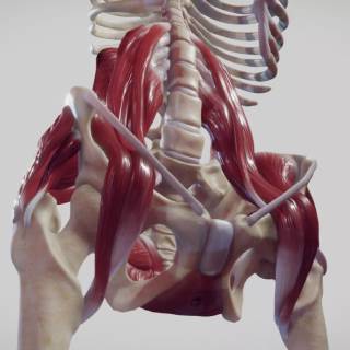 Abdominal muscle wallpaper