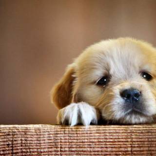 1366x768 cute wallpaper