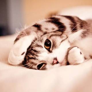 1366x768 cute wallpaper