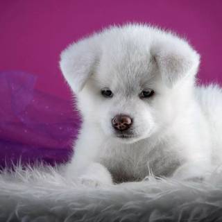 1366x768 cute wallpaper