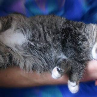 1366x768 cute wallpaper