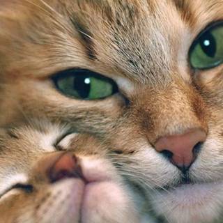 1366x768 cute wallpaper