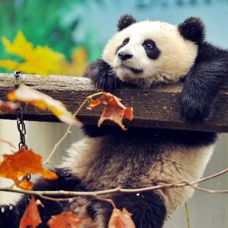 1366x768 cute wallpaper