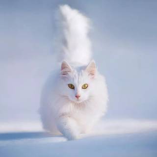 1366x768 cute wallpaper