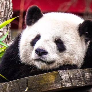 1366x768 cute wallpaper