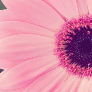 1366x768 cute wallpaper