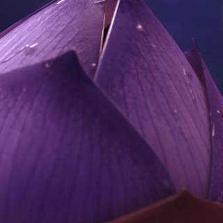 Vivo V40 Pro wallpaper