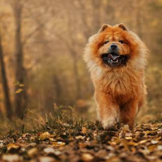 Chow Chow puppy wallpaper