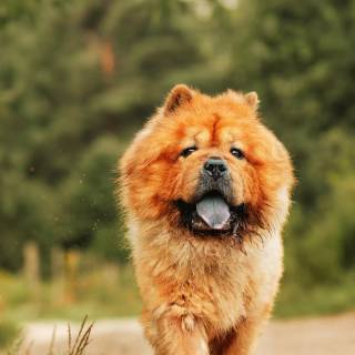 Chow Chow puppy wallpaper
