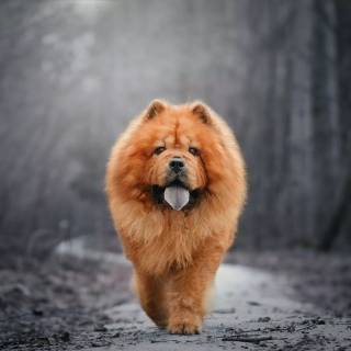 Chow Chow puppy wallpaper