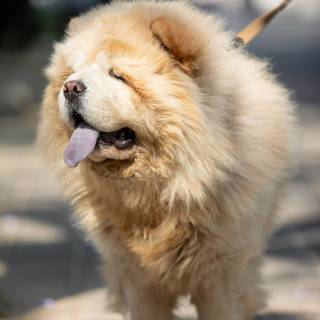 Chow Chow puppy wallpaper