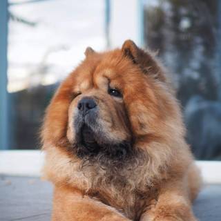 Chow Chow puppy wallpaper