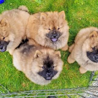 Chow Chow puppy wallpaper