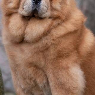 Chow Chow puppy wallpaper