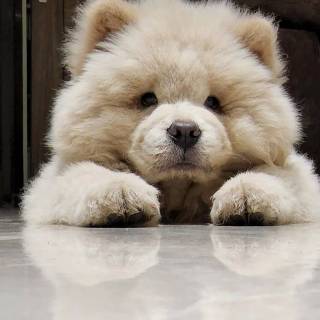Chow Chow puppy wallpaper