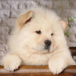 Chow Chow puppy wallpaper