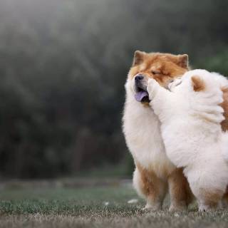 Chow Chow puppy wallpaper