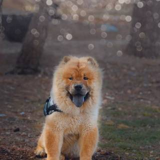 Chow Chow puppy wallpaper