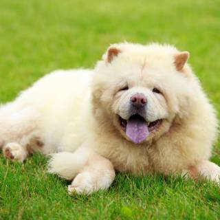 Chow Chow puppy wallpaper