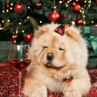 Chow Chow puppy wallpaper