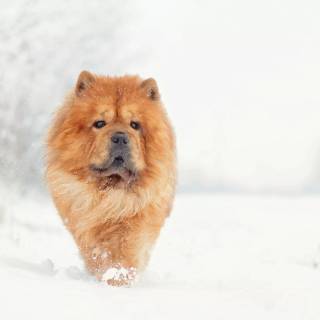 Chow Chow puppy wallpaper