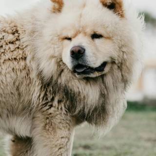 Chow Chow puppy wallpaper